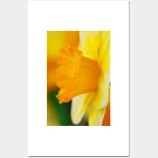 Narcissus  'Derringer'  Daffodil  Div. 7  Jonquilla Posters and Art